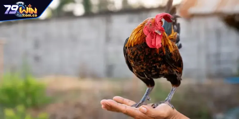 Hai nguyên tắc người chăm kê chiến phải nhớ