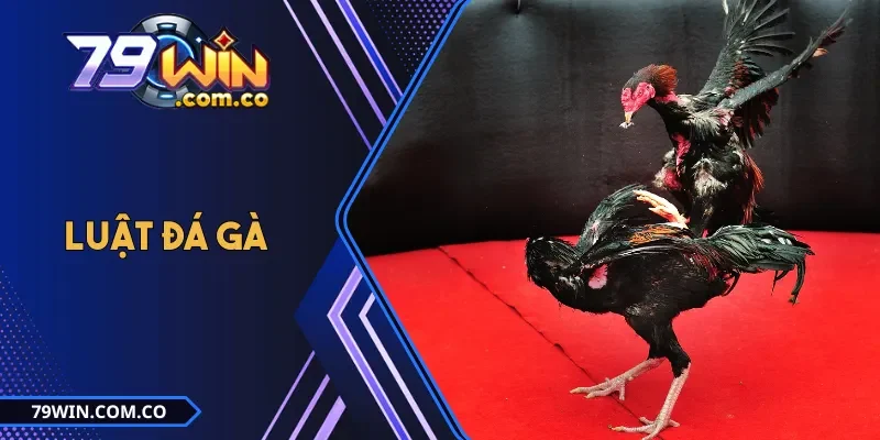 Luật Đá Gà Ba Miền - Quy Định Cơ Bản, Đặc Điểm Từng Khu Vực