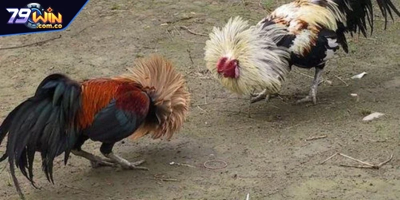 Lưu ý nên nhớ để chọn địa chỉ trường gà Thomo chất lượng cao