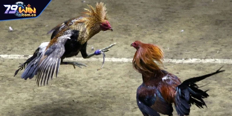 Tất tần tật về hình thức đá gà Thomo