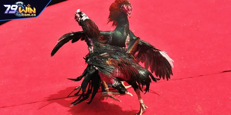 Thông tin chung về luật đá gà