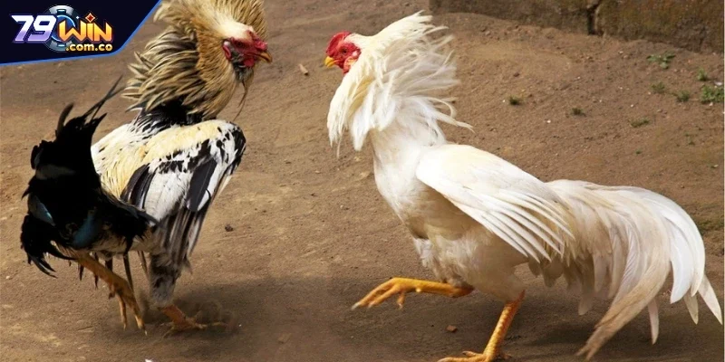 Trường gà Thomo Kandal - Nơi tổ chức các màn tranh tài mãn nhãn